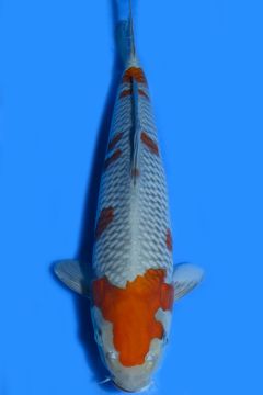 Karashi Ochiba Shigure