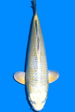 Karashi Mukashi Ogon