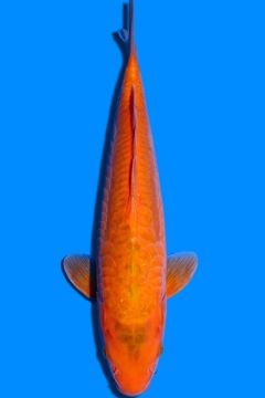 Aragoke Kawari Karashigoi