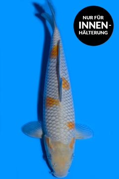 Karashi Ochiba Shigure