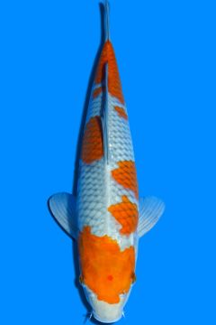 Karashi Ochiba Shigure