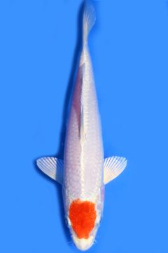 Tancho Karashi Hariwake