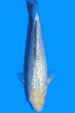 Ginrin Karashi Soragoi