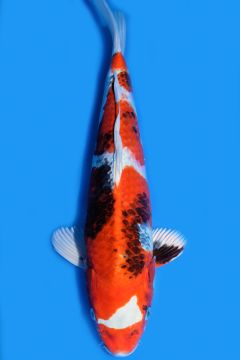 Karashi Kin Showa