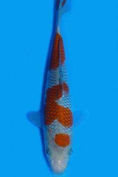 Karashi Ochiba Shigure