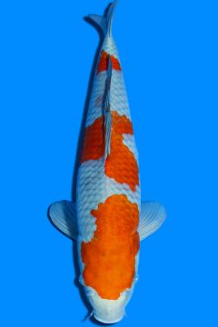 Karashi Ochiba Shigure