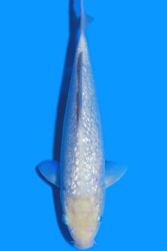 Ginrin Karashi Soragoi