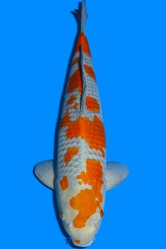 Karashi Ochiba Shigure