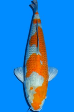 Karashi Ochiba Shigure