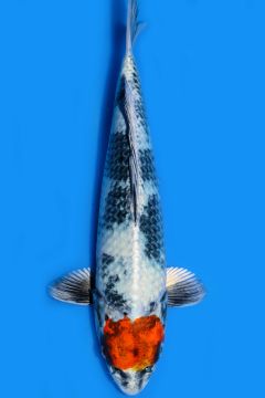 Tancho Karashi Kin Showa