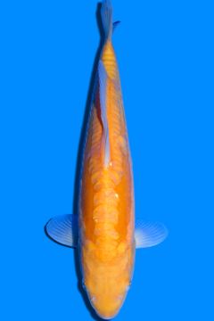 Doitsu Orenji Karashigoi