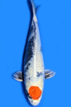 Tancho Karashi Kin Showa