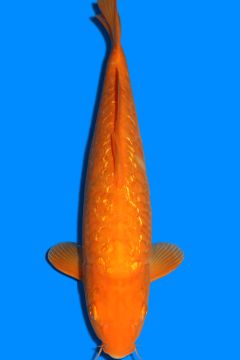 Aragoke Ginrin Orenji Karashigoi