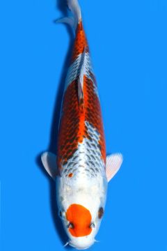 Karashi Kujaku
