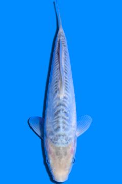 Karashi Kawari Shusui