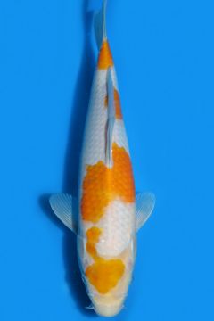 Karashi Koyo