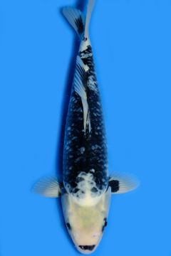 Karashi Matsukawabake