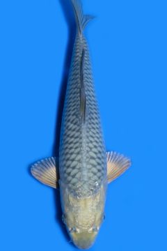 Hikari Karashi Soragoi