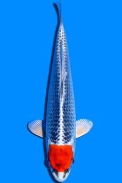 Karashi Tancho Kujaku