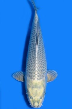 Hikari Karashi Soragoi
