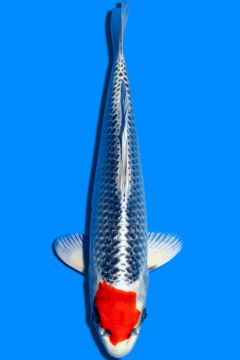 Karashi Tancho Kujaku