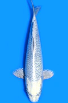 Hikari Karashi Soragoi