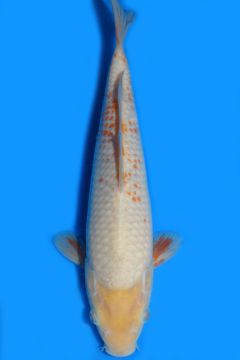 Karashi Asagi Ochiba