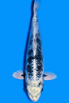 Karashi Ginga