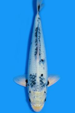 Han Han Matsukawabake