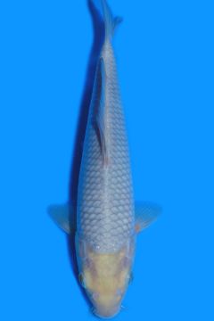 Karashi Asagi Ochiba