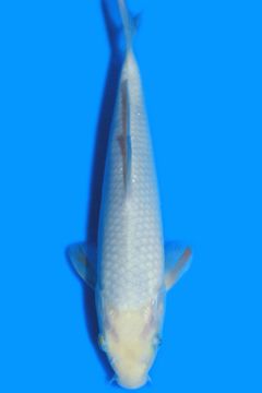 Karashi Asagi Ochiba