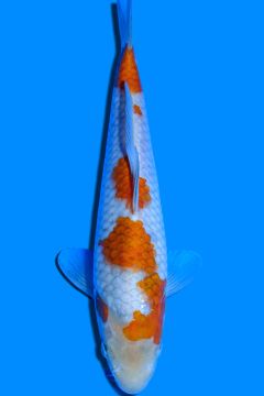 Karashi Ochiba Shigure