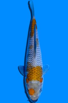 Karashi Ochiba Shigure