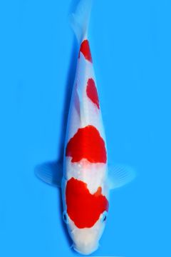 Karashi Kohaku