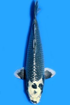 Karashi Ginga