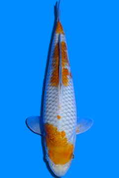 Karashi Ochiba Shigure