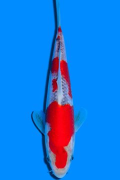 Goshiki