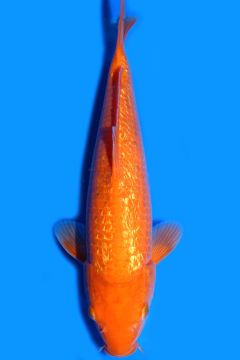 Ginrin Orenji Karashigoi