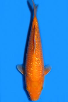 Ginrin Orenji Karashigoi