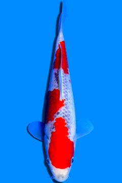 Goshiki