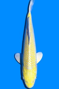 Karashi Yamabuki