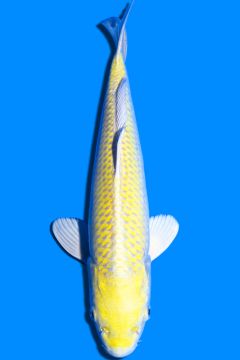 Karashi Yamabuki