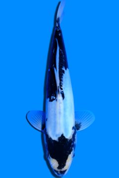 Karashi Kumonryu