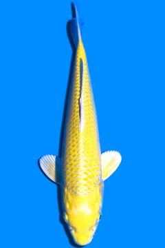 Karashi Yamabuki