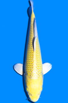 Karashi Yamabuki