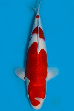 Karashi Ai Goromo