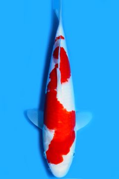 Karashi Kohaku