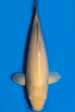 Karashigoi