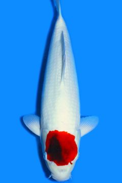 Tancho Karashi Koromo