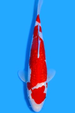 Karashi Ginrin Kohaku